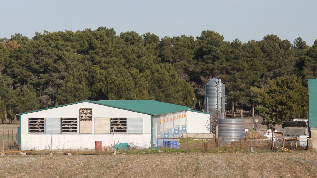 Declarado el primer foco de gripe aviar en especies domésticas en España dentro de una explotación de pavos de engorde en Fuenterrebollo (Segovia).