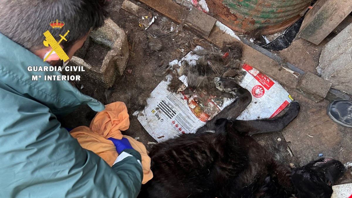 Imagen de uno de los animales.