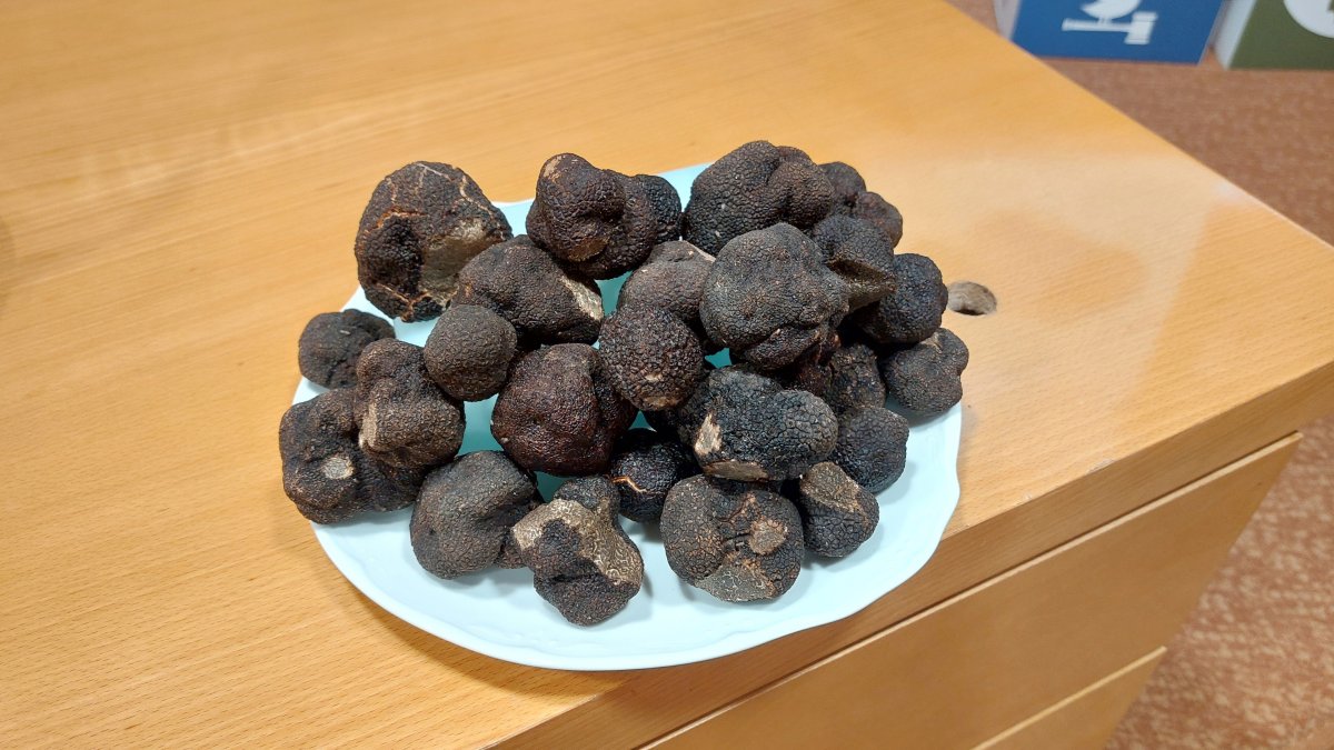 Trufa negra.