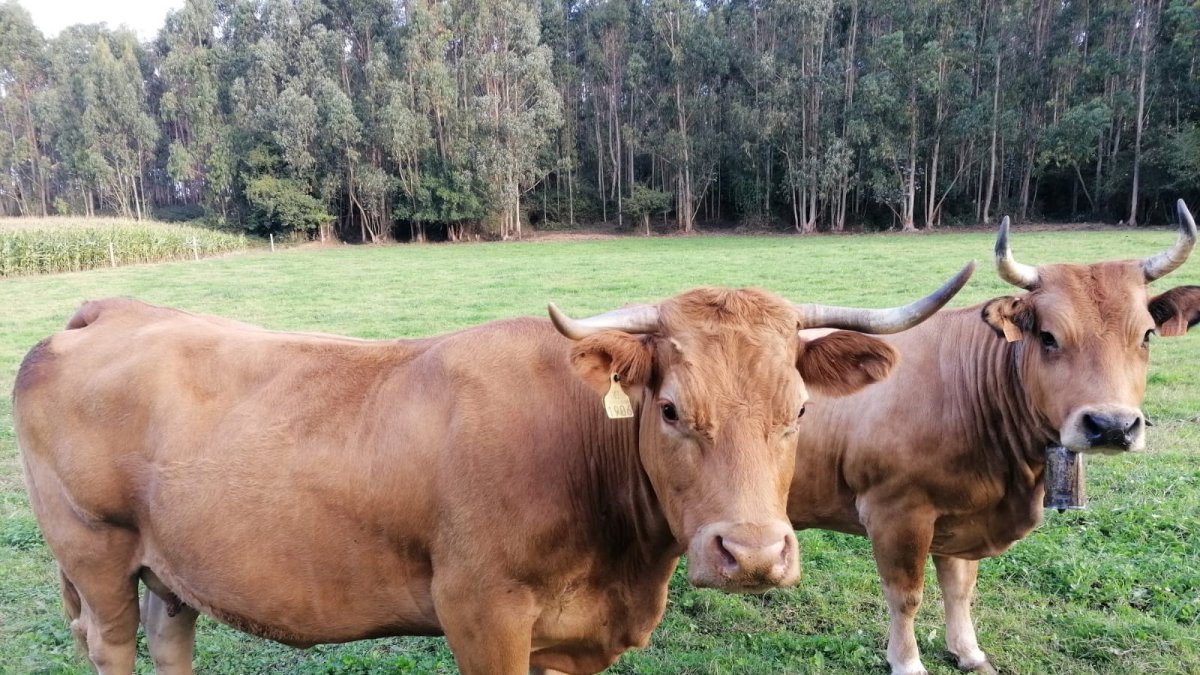 Archivo - Vacas. Rural. PAC. Campo.