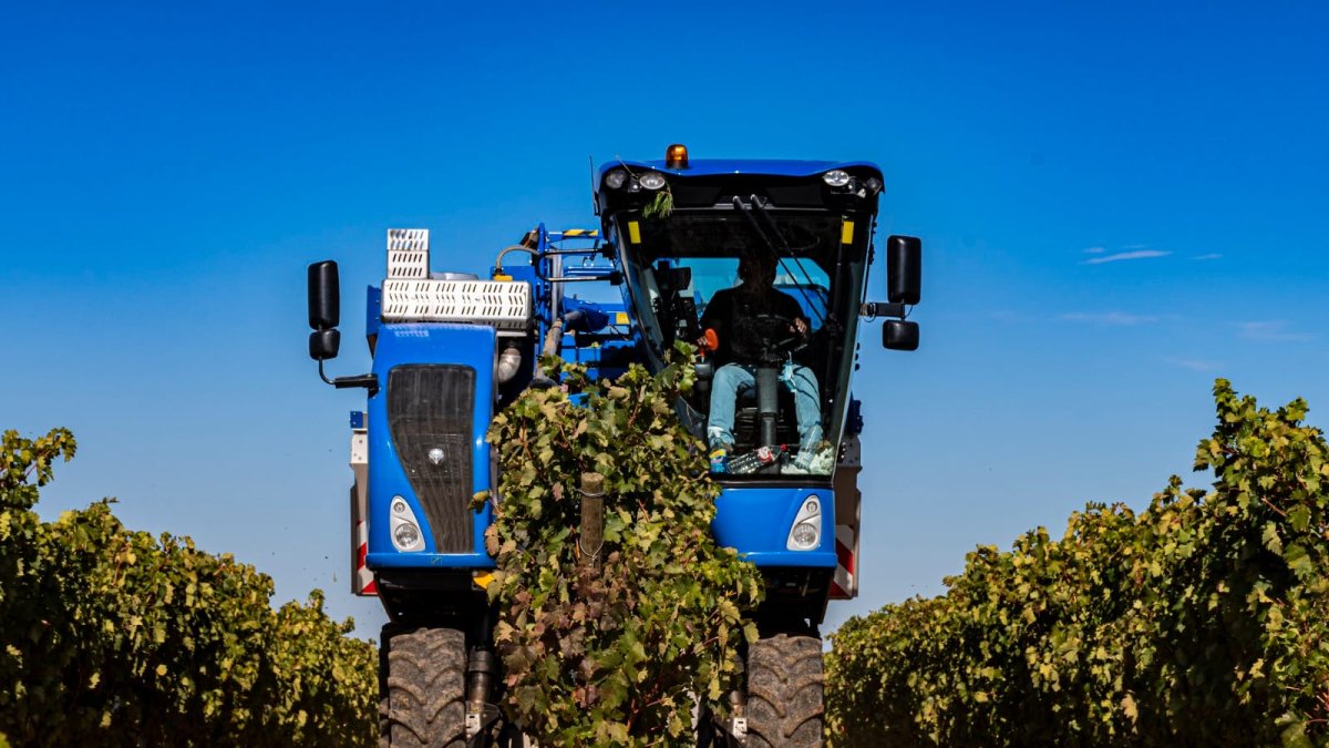 El sector vitivinícola es punta de lanza en Burgos, y en toda Castilla y León, gracias al empuje de denominaciones de Origen como Ribera del Duero.