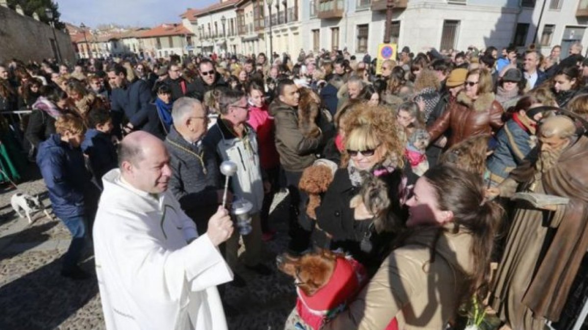 Instante de la bendición de animales en la celebración de San Antón en Las Huelgas.