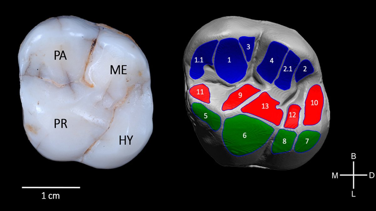 Molar superior de la Sima de los Huesos (izquierda): ejemplar AT-3177. A la derecha, modelo 3D muestra las zonas de desgaste dental generadas durante la masticación.