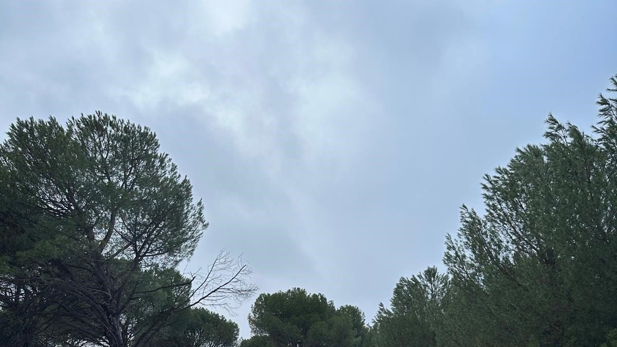 Guardia Civil en el pinar donde se sutrajeron los pinos en Hornillos (Valladolid).