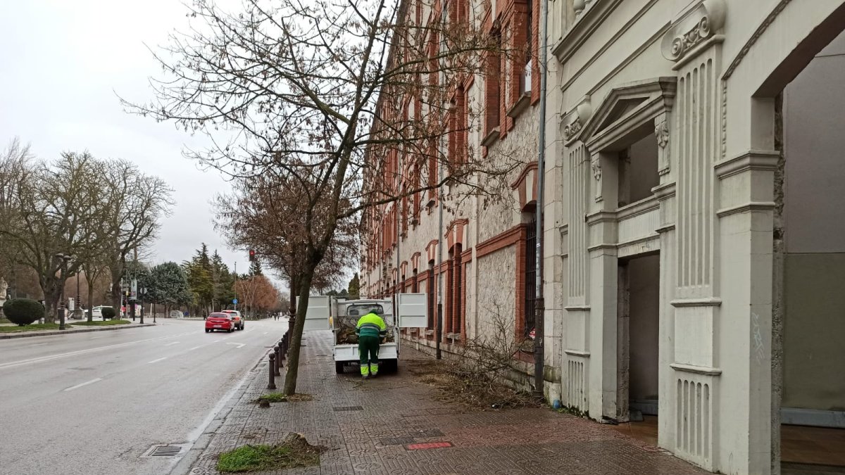 Un operario de Parques y Jardines retira los restos del árbol derribado en el accidente.