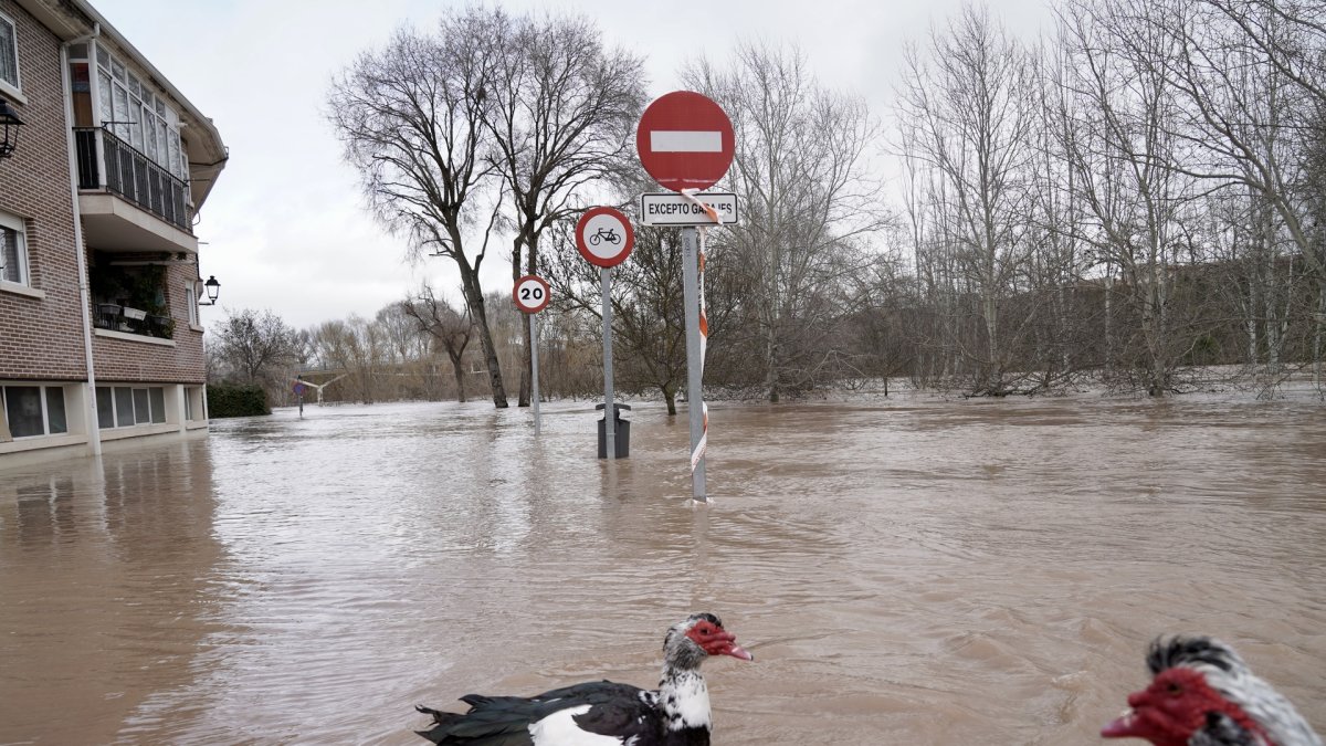Inundaciones en Tudela de Duero por la subida de nivel del Río Duero.