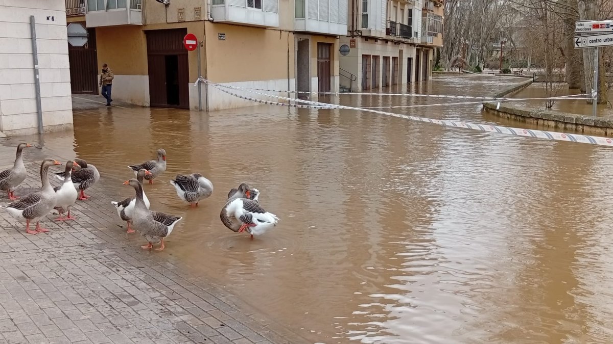 Los patos también se han visto afectados por la crecida del río Duero