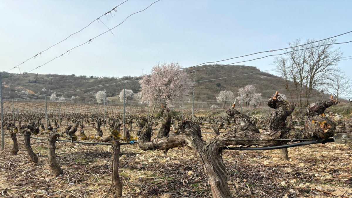 Viñedo de la Ribera del Duero
