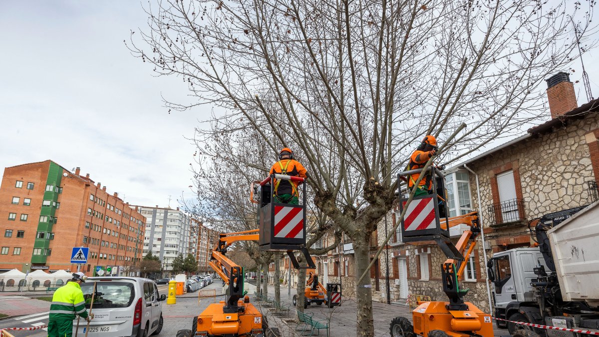 Labores de poda en la calle Juan de Garay, en la capital burgalesa, en el barrio de San Julián.