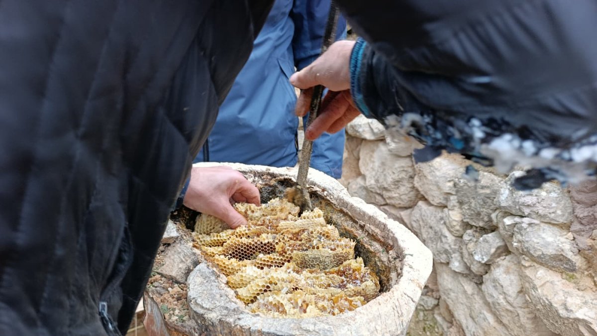 Un hombre trabaja con un panal en un árbol.