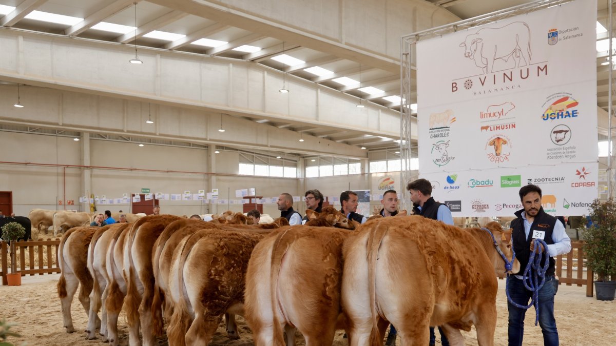 El presidente de la Diputación de Salamanca, Javier Iglesias, inaugura la feria Bovinum 2026.