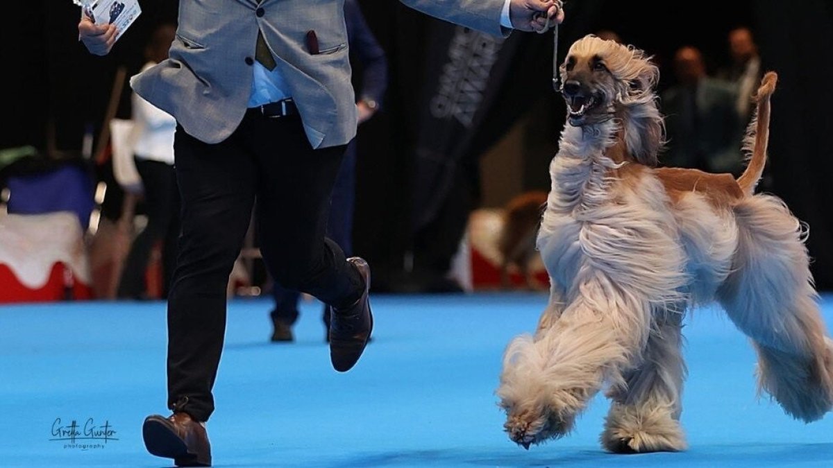 Más de 2.000 perros de 300 razas convertirán Valladolid en la gran capital canina de Europa del 1 al 3 de mayo.