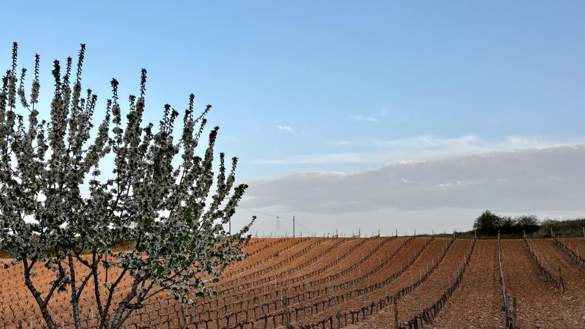 Viñedo de la Ribera del Duero