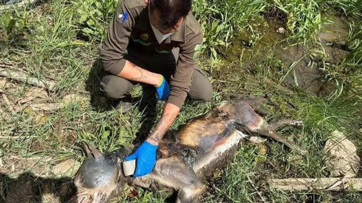 El lobo muerto hallado en Zamora.