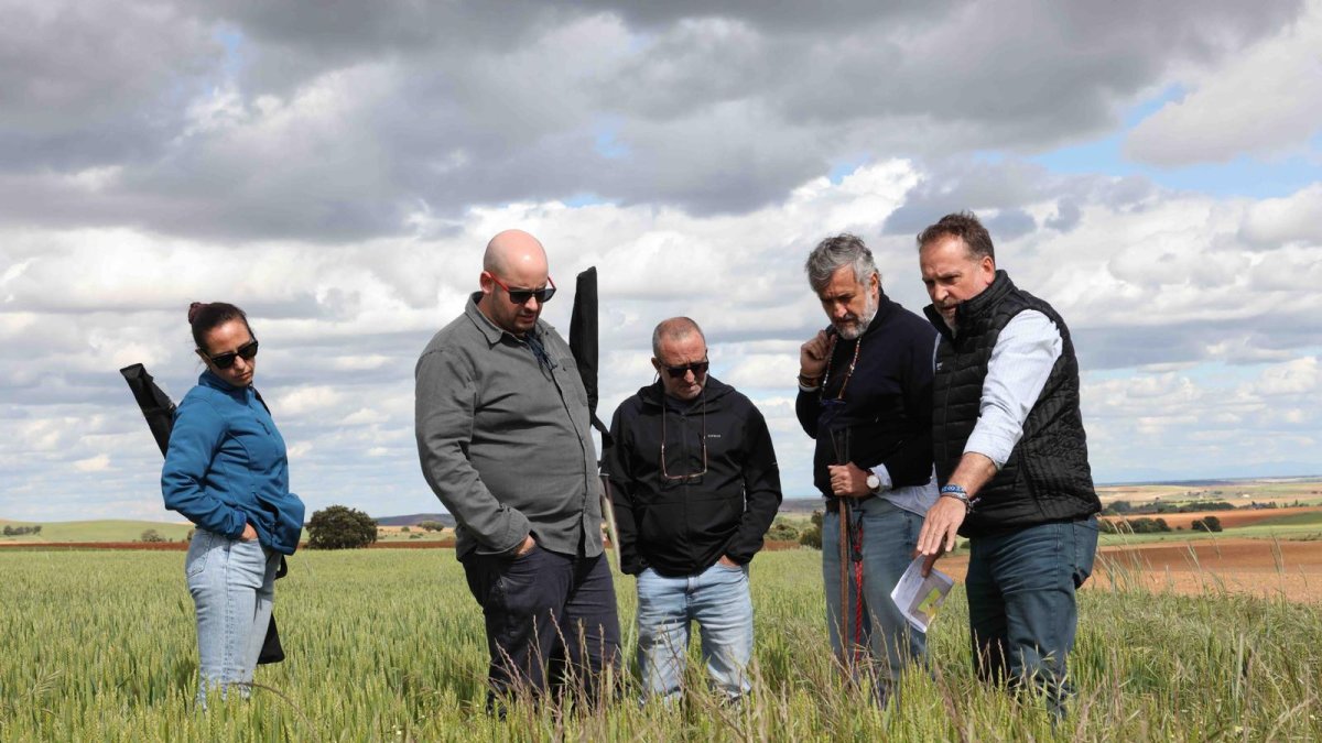 Gowan controla varios campos de ensayo en Burgos y Castilla y León