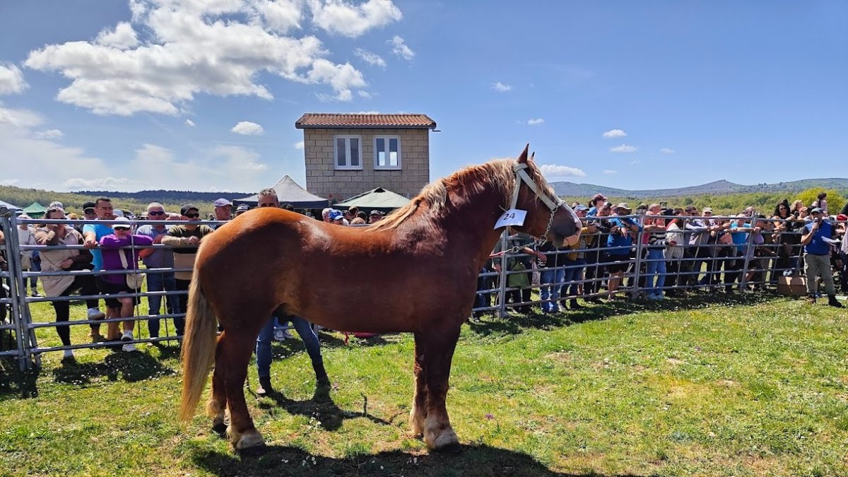 Un ejemplar de Hispano-Bretón, en una feria ganadera de Burgos.