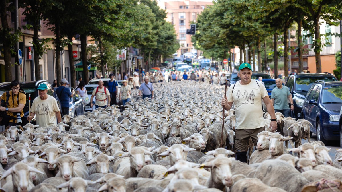 Paso de la Trashumancia por la capital soriana.