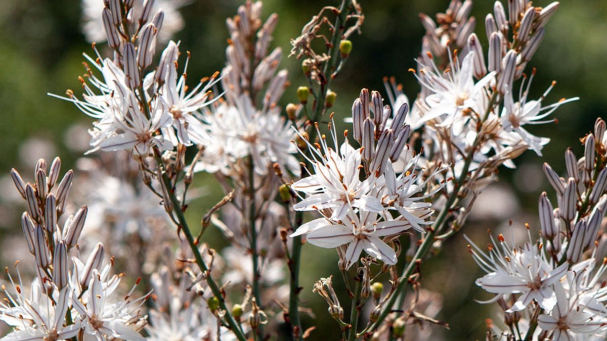 Flores de gamones en Arlanza.