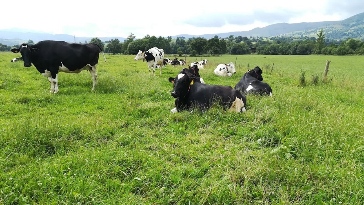 Vacas pastando en un campo.