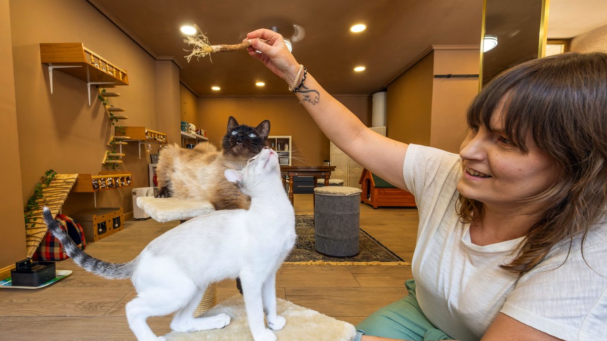 Cafelinos, el primer café con gatos de Burgos y uno de los pocos que hay en España.