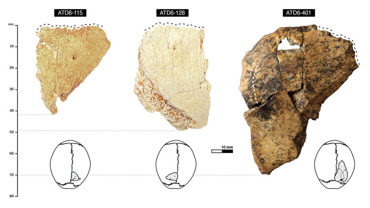 Vista externa y propuesta de posicionamiento de los restos parietales de Homo antecessor. Líneas negras discontínuas.