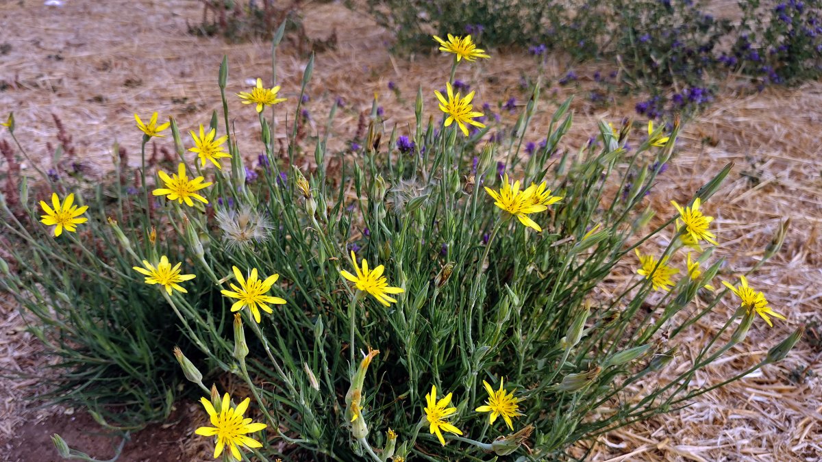 Tragopogon macrorhizus, con flores amarillas, en una parcela de la capital burgalesa.