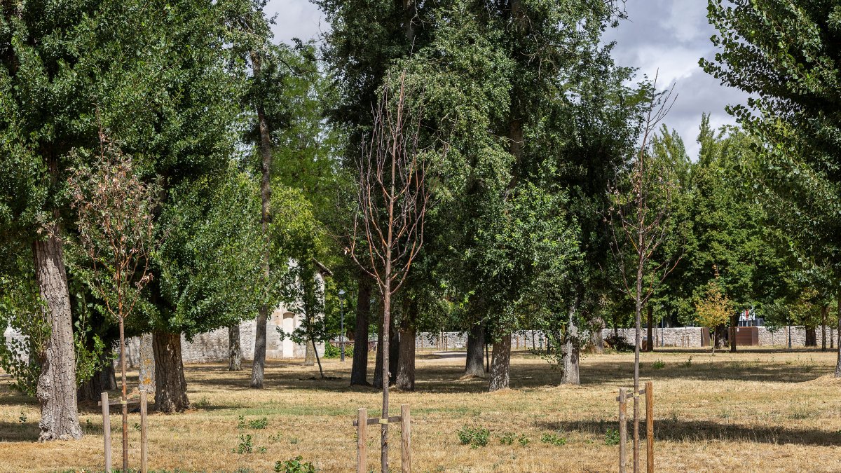 Árboles nuevos de El Parral que se han secado.