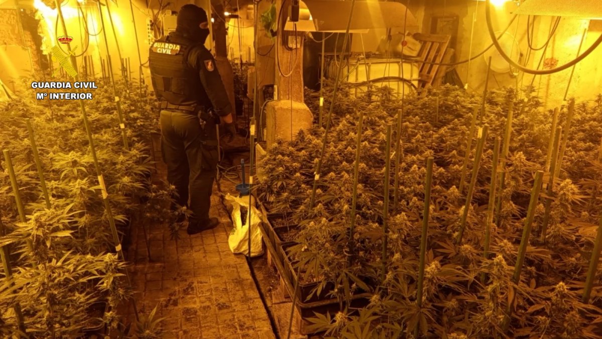 La Guardia Civil desarticula una macroplantación indoor de marihuana en el Valle de Mena