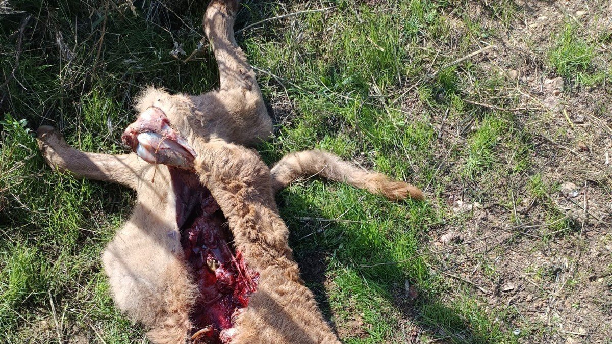ASAJA denuncia nuevos ataques de lobo con nueve animales muertos en una explotación de Ledesma (Salamanca).