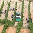 Una cuadrilla de temporeros en plena vendimia en la Ribera del Duero.-L.V.