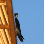 Uno de los halcones peregrinos criados en Burgos que han regresado a la ciudad.