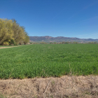 Los campos de cereal de la comarca burgalesa de La Bureba, en perfecto estado pero pendientes de la lluvia.