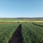 Campo de cereal en la localidad burgalesa de Lerma.
