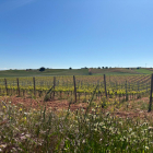 Viñedo de Fuentenebro en Ribera del Duero