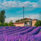 Impresionante foto de Caleruega en flor