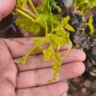 Viñedo de Fuentenebro tras el pedrisco