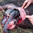 Imagen de la vaca atacada por buitres