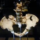 La pelvis Elvis ha cambiado su posición expositiva en el Museo de la Evolución Humana para incorporar sus cinco vértebras. SANTI OTERO