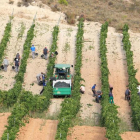 Un grupo de temporeros recoge uva en viñedos de la Ribera del Duero.