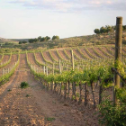 Los viñedos de la Ribera del Duero han arrojado muy buenos rendimientos esta campaña.-L.V.
