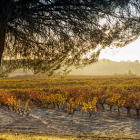 La Ribera del Duero sigue en el top de los grandes vinos de España. BERDÓN