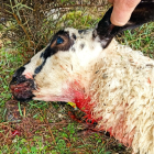 Las ovejas que se libran del ataque sufren estrés y pueden abortar o no quedarse preñadas
