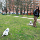 Burgos contará en un mes con 10 zonas de esparcimiento canino repartidas por diferentes zonas ciudad, cuatro de ellas será semiabiertas. TOMÁS ALONSO