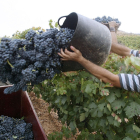 Un vendimador portea un cesto de uva en un viñedo de la Ribera. ECB