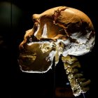 Cráneo 5 expuesto en el Museo de la Evolución. SANTI OTERO
