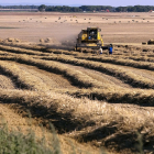 La producción de cereal ha sido escasa, 800.000 toneladas menos, y de mala calidad. ICAL