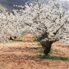 Los cerezos del valle de Caderechas en flor es una de las citas más bellas de la provincia a la que acuden miles de visitantes de toda la región. G. G.