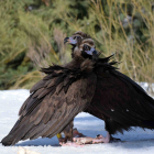 La pareja de buitres negros Benigno y Canaleja, en la fotografía, ha sacado adelante su pollo en la Sierra de la Demanda. GREFA.