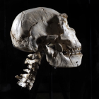 Cráneo 5 con vertebras cervicales que ya puede verse en el Museo de la Evolución. JAVIER TRUEBA