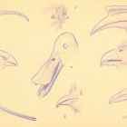 Picos aves dibujados por Aguirre.